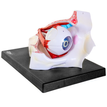 Human Eye Model in the Orbit, 3x Enlarged, 9-Part