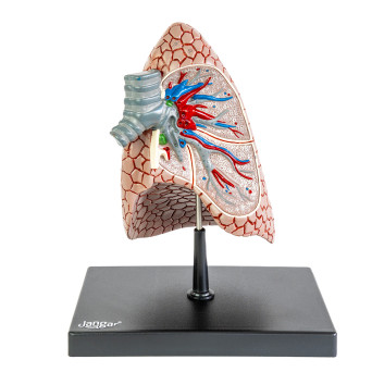 Right Human Lung Model with Cut-Away Section