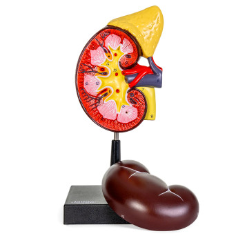Two-Part Human Kidney Model with Adrenal Gland