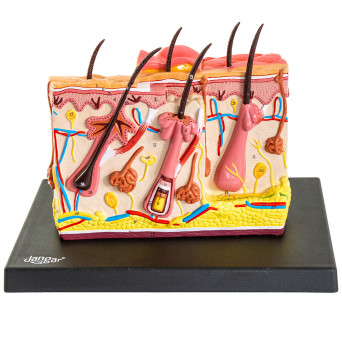 Block model of healthy human skin with burns