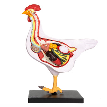 Model anatomiczny kury, 5-cz., wielkość naturalna