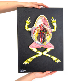 Prepared Frog Model