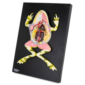 Prepared Frog Model