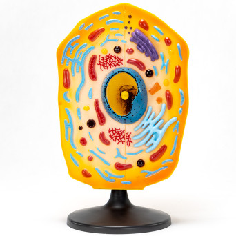 Animal Cell Model – Economy Version