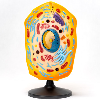 Animal Cell Model – Economy Version