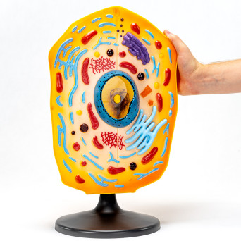 Animal Cell Model – Economy Version