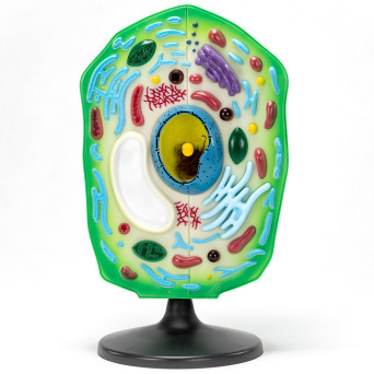Plant Cell Model – Economy Version