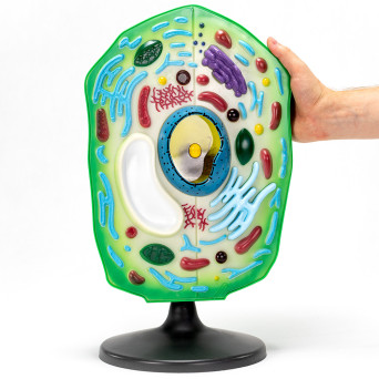 Plant Cell Model – Economy Version