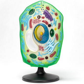 Plant Cell Model – Economy Version