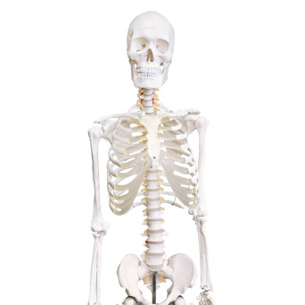 Life-size Human Skeleton Model on Stand, v. III