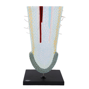Root Growth Cone Model in Two Cross-Sections