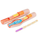 Artery, vein and capillary – 3 cross-sectional models