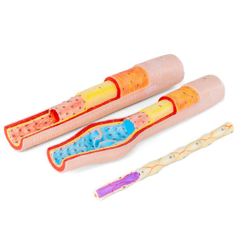 Artery, Vein and Capillary - 3 Cross-Section Models