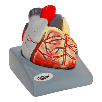 Human Heart Model, Life-Size, 2-Part