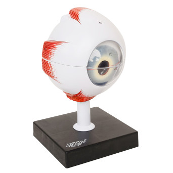 Human Eye Model, 4x Magnified, 6-Part