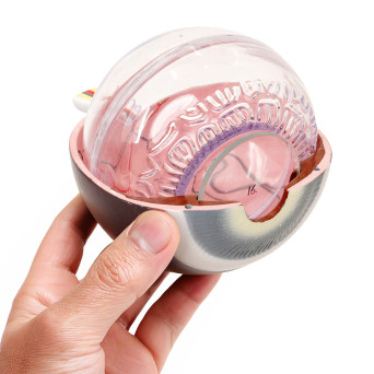 Human Eye Model, 4x Magnified, 6-Part
