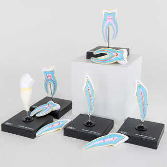 Human Teeth 8x Magnified Detachable - Set of 5 Models
