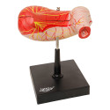 Human stomach model, 2-part, basic