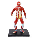 General human musculature model, 1/4 life-size
