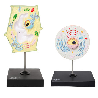 Comparative Plant and Animal Cell Models