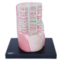 Ultrastructural skeletal muscle model