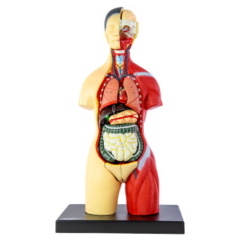 Human Torso Model with Head, 16 Parts, 1/2 Natural Size, Open Back and Neck