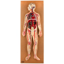Human circulatory system – general relief model