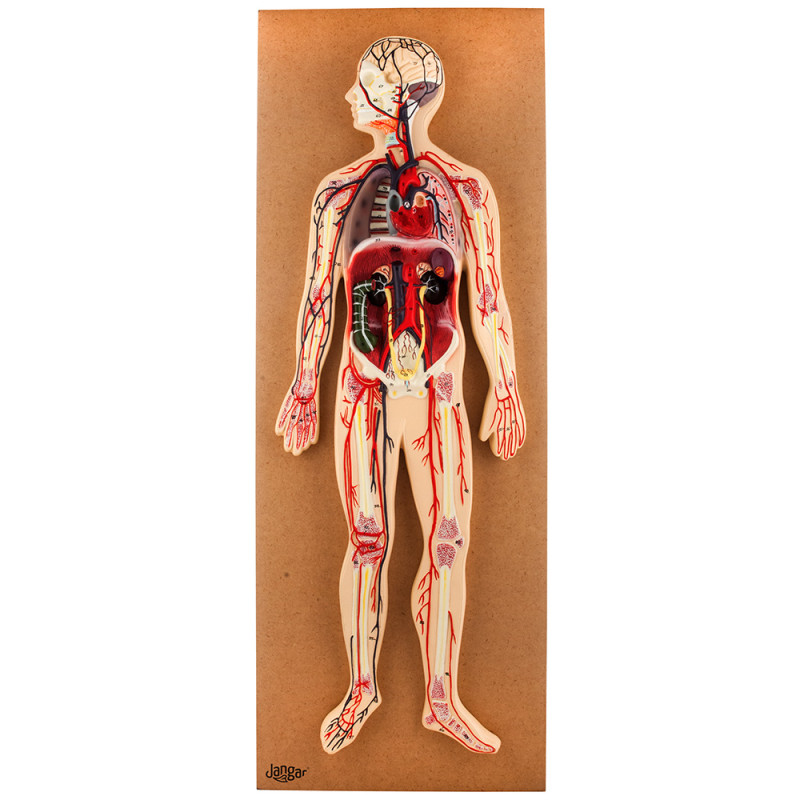 Human Circulatory System - General Relief Model