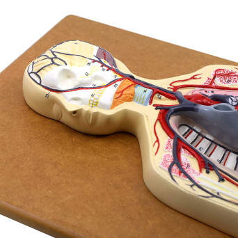 Human Circulatory System - General Relief Model