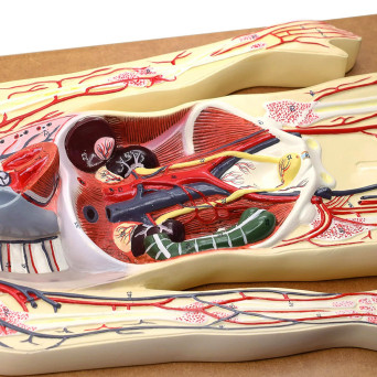 Human Circulatory System - General Relief Model