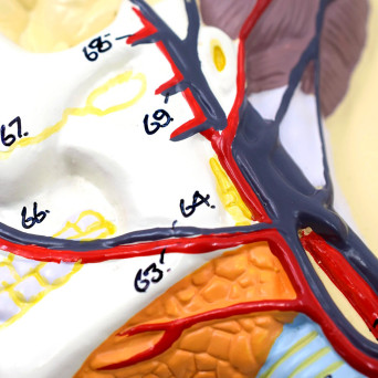Human Circulatory System - General Relief Model