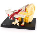Educational human ear model, 4x, 4-part