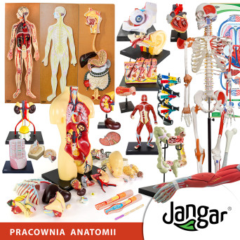Human Anatomy Laboratory – comprehensive set of 21 detailed biological models